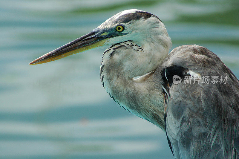 大蓝鹭，Ardea herodias